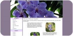 Purple Orchids Template