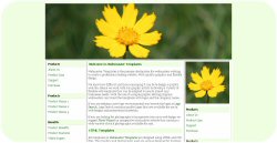 Coreopsis Flower Web Template