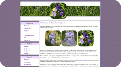 Bearded Iris Web Template