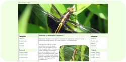 Dragon Fly on Grass Blade Template