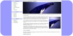 Whale Breaching Template