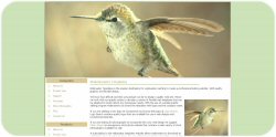 Hummingbird a Twitter Template