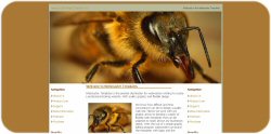 Wasp Web Template