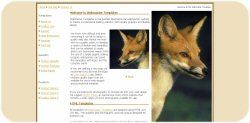 Fox with Big Ears Web Template
