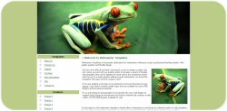 Red Eye Green Tree Frog Web Template