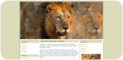 African Lion Web Template