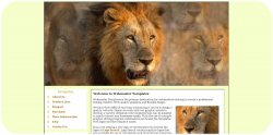 Lion Prowling Web Templates