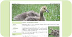 Baby Goose Web Template