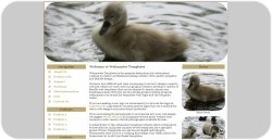 Baby Swan Web Template
