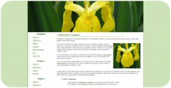 Yellow Iris Flower Web Template